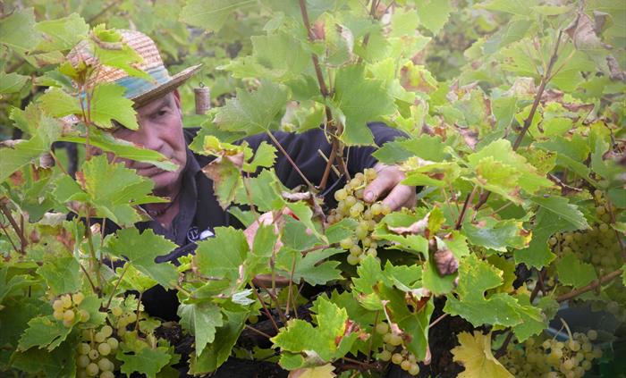 Grape Harvest